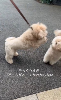 そっくりなワンコ2匹4