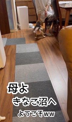 きなこちゃんとお母さん9