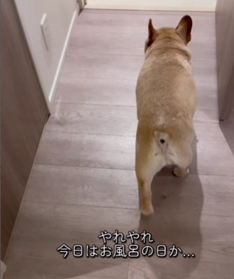 イブちゃんがお風呂へ