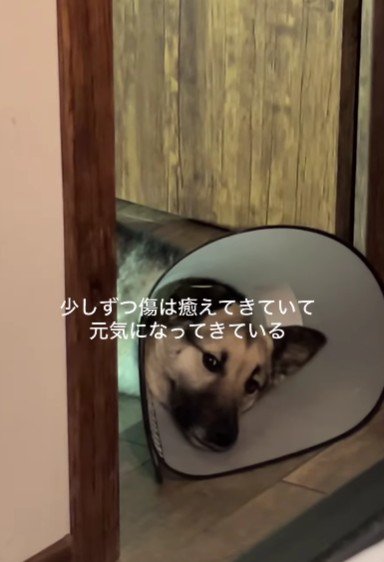 少しずつ元気になってきた