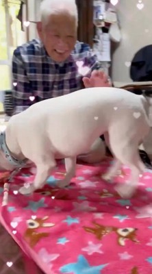 男性の方へと歩いていく犬