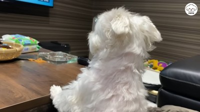 パパさんの帰りを待つナナくん6