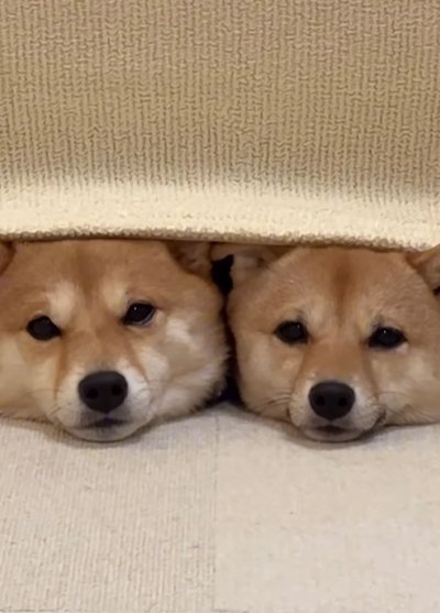 並んで見つめてくる姉妹犬