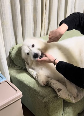 薬を飲み込む犬