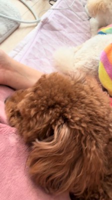 飼い主に寄り添って眠る茶色い犬