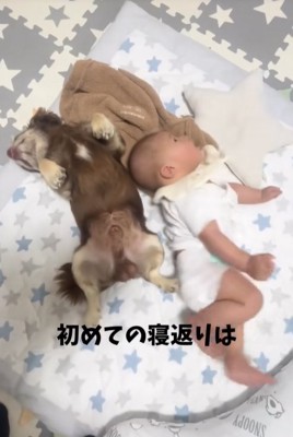 眠るチワワと寝返りしようとする赤ちゃん