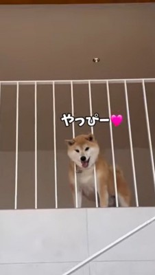 2階から飼い主に笑顔を向ける犬