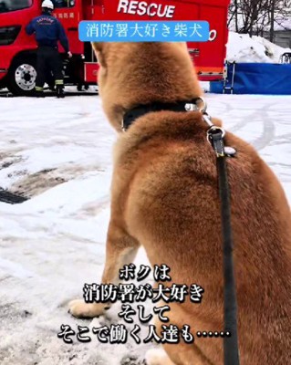 消防署が大好きな柴犬