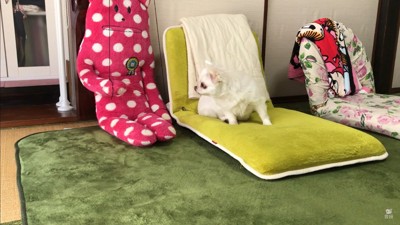 ドッキリに対するコハクくんの反応4