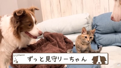 ワンコたちと子猫の再会7