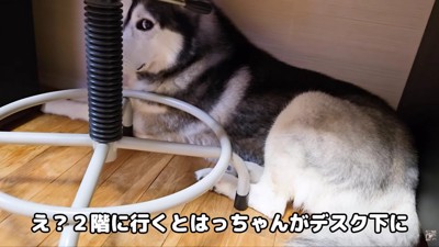 雷に怯えるはっちゃん