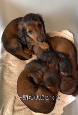 1匹だけ起きた子犬