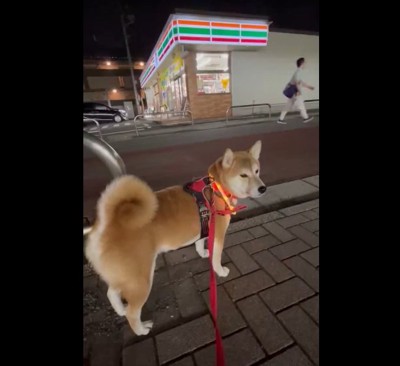 柴犬