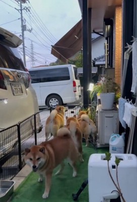 振り向く犬