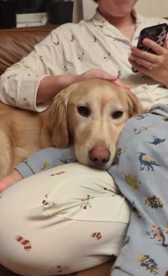 ママさんの膝の上に大型犬の顔