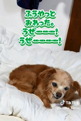 体が乾いたぽちこちゃん