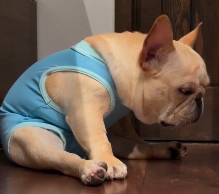 頭を下げて耐える犬