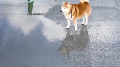 突然凛々しい表情に