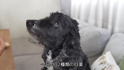 目に異変があり、治療中のルーク君