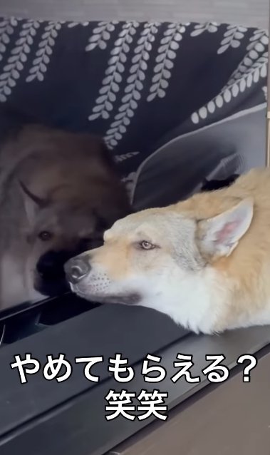 テレビの液晶に頬をくっつけているチェコスロバキアンウルフドッグ