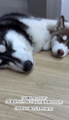 横に並んで眠る2頭の犬