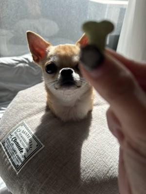 おやつを見つめる小型犬
