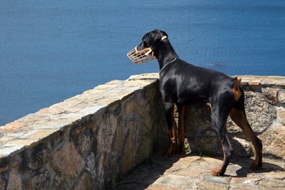 マズルガードを着けて海を眺める犬