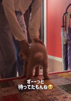 人に駆け寄る犬