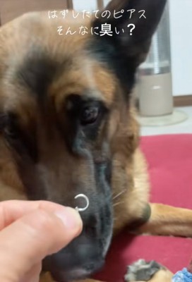 鼻息を鳴らす犬