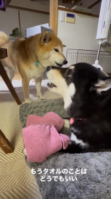 重なり合うように吠える母犬と息子犬
