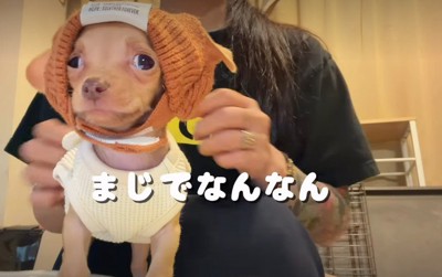 服を着せてもらったドビー