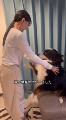 女性に撫でられて喜ぶ犬