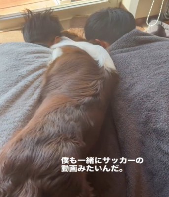 2人の間に入る犬2