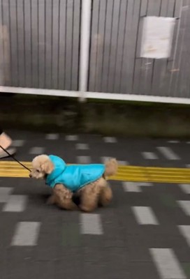 歩き出すちびちゃん