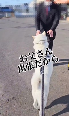 お父さん出張時のてつ君2