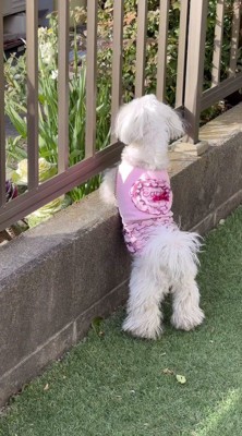 塀に手をかけて隣の家を見つめる犬