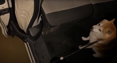 降車を拒否する柴犬