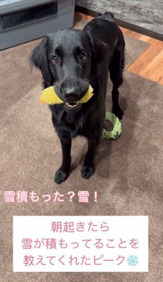 「雪積もってる？」