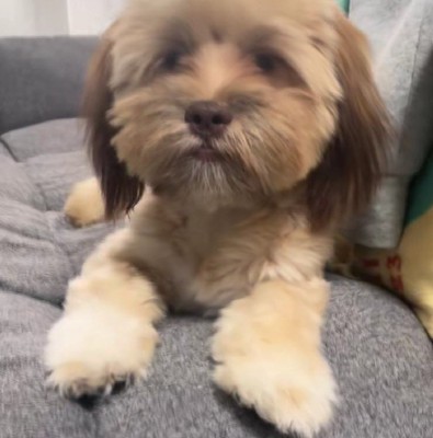 伸びた毛をカットしたい