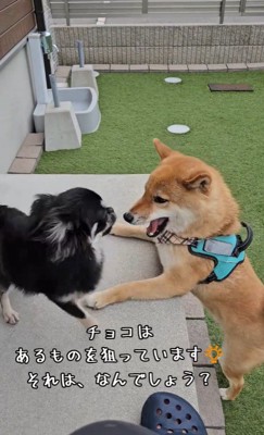 お庭で遊ぶチョコくん＆カカオくん