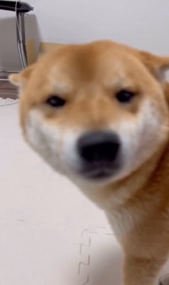 ベッドの近くにいる2匹の柴犬