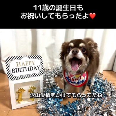プレゼントをもらった老犬