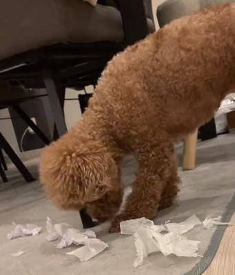 ひとり遊びに夢中なアフロくん1