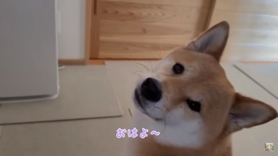 ママに挨拶する富くん