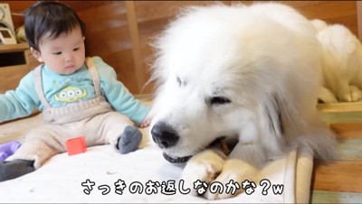 おやつを食べる犬を見つめる赤ちゃん