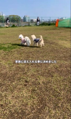 アムちゃんとアオくん5