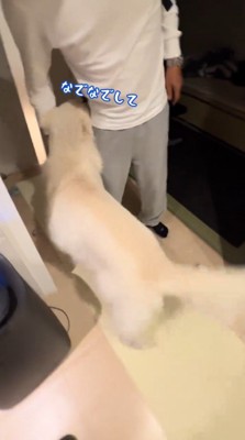 男性に撫でられてしっぽを振る犬