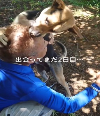 頭に顔を寄せる犬2