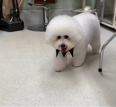 モンくんの成長8