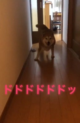 廊下をダッシュする福ちゃん